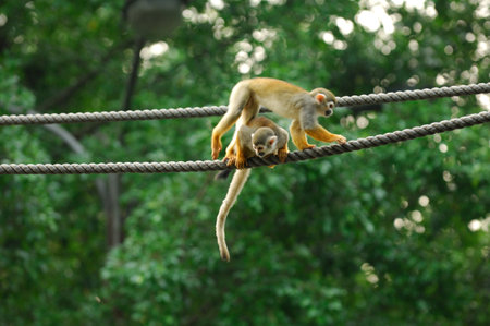 A cute, small squirrel monkey with brown fur sits on a green branch, its face looking out from the...