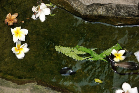 Spring blooms paint the garden and wild forest with white and yellow petals,  water reflects nature's blooming beautyの写真素材