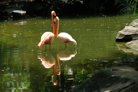 Exotic pink flamingos stand in tropical water, their vibrant feathers a beautiful splash of colorの写真素材