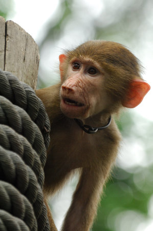 A wild macaque baby monkey expressive eyes, look out from their green jungle habitat