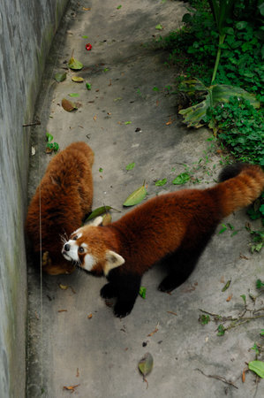 Portrait of Red raccoon in a zoo by natureの写真素材