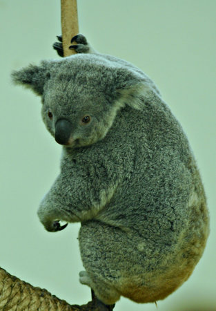A cute baby koala bear cub on a eucalyptus tree branch with grey fur on a white backgroundの写真素材