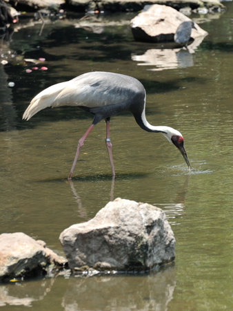 Large birds with grey and white feathers, akin to herons and egrets, inhabit wild water areasの写真素材