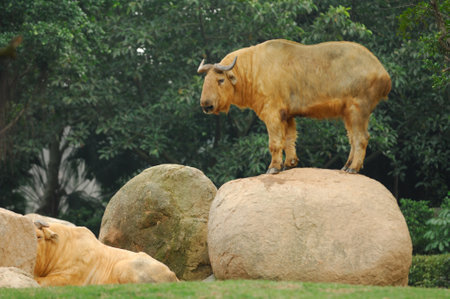 Brown and white cattle graze on green pasture, a rural scene of farm livestockの写真素材