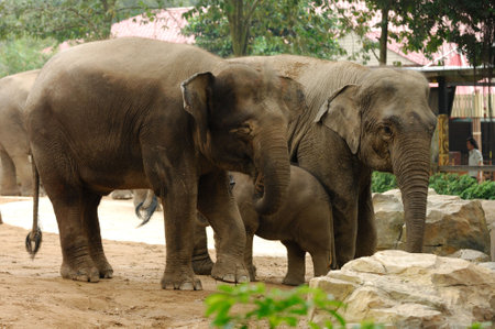 Mother and baby elephants by wildlife and natureの写真素材