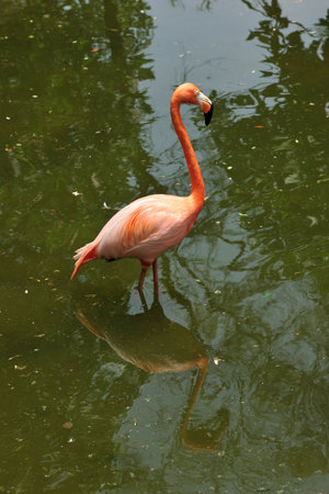 A pink flamingo stands in tropical water, its vibrant feathers a splash of color in the wildの写真素材
