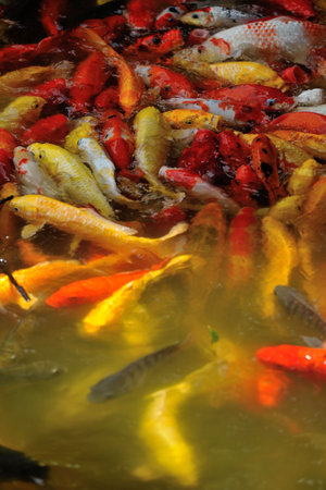 Red koi fish swim in fresh waterの写真素材
