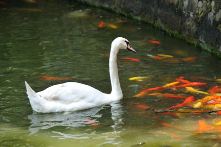 Graceful white swans swim peacefully, their reflections a calm beauty on the lake's waterの写真素材