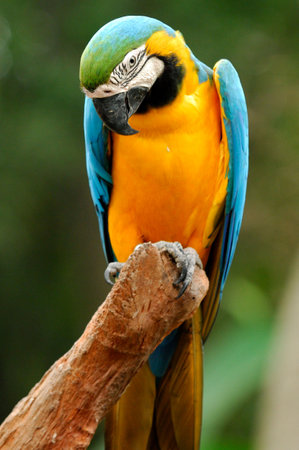 A vibrant blue and yellow macaw perched in the wild, its colourful feathers and exotic beauty