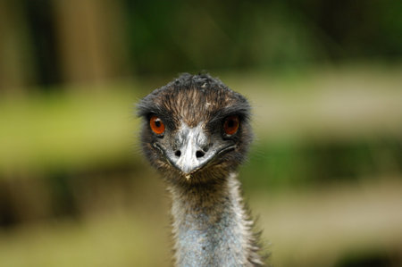 Close-up portrait of an alert meerkat standing watchfully in the desert, looking around with its keen eyesの写真素材