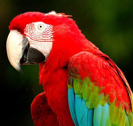 A colourful portrait of a red,  blue and green macaw with vibrant feathers, bright eyes, and a tropical, wild atmosphereの写真素材