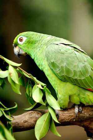 Colourful green parrot in natureの写真素材