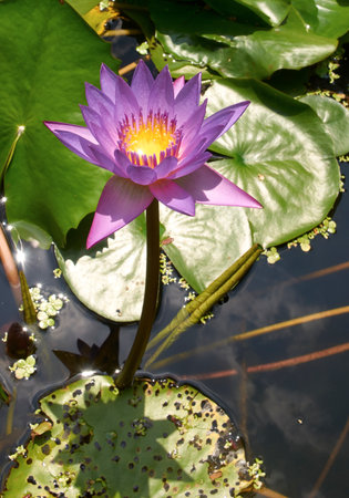 Beautiful purple water lilies blooming in a peaceful pond surrounded by lush green leavesの写真素材
