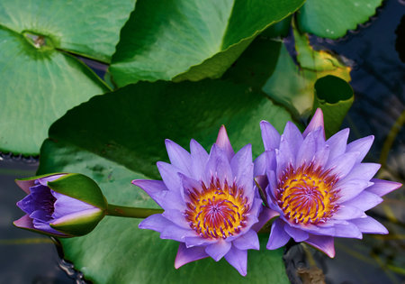 Purple water lilies and lotus flowers blooming in a serene pond with lush green leaves.の写真素材