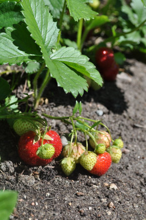 Fresh ripe strawberries in the garden on a sunny summer dayの写真素材