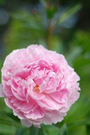 Beautiful pink and red roses blooming in a gardenの写真素材