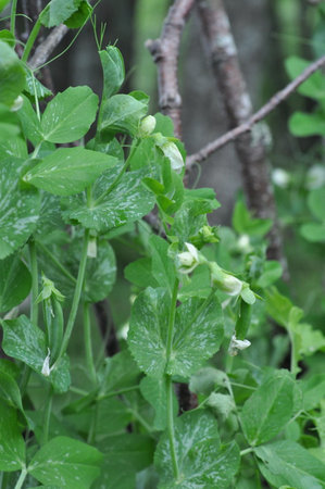 Fresh garden leaves show nature's green organic growthの写真素材