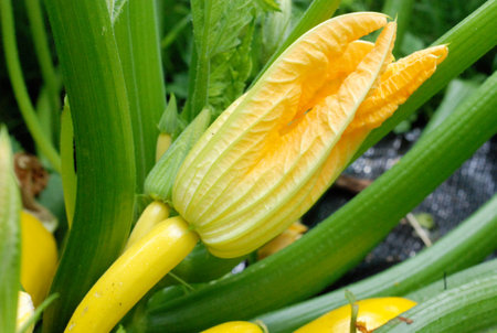 Fresh zucchini on green leaf and grass in a garden settingの写真素材