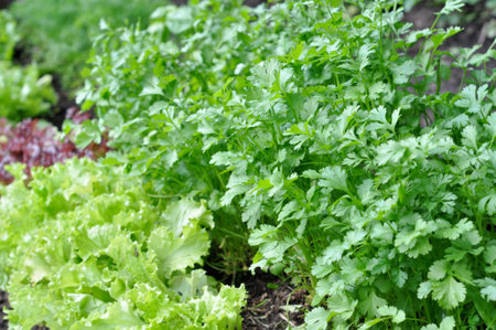 Lush green coriander leaves and foliage nature's fresh growth, a vibrant close-up of plant life in a summer gardenの写真素材