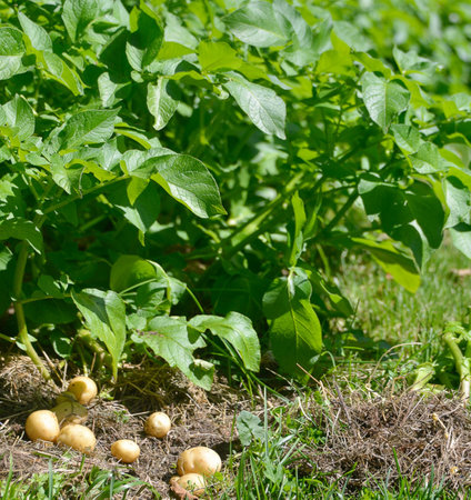 Fresh Potato leaves Growing in a Garden and nature elementsの写真素材