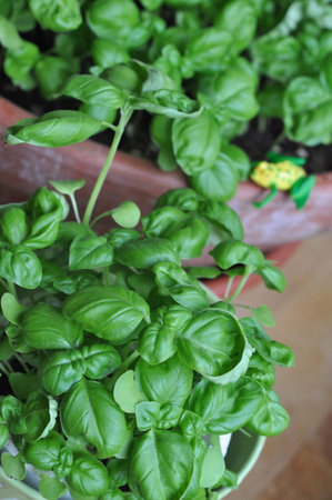 Fresh organic basil and spinach leaves, aromatic herbal greensの写真素材