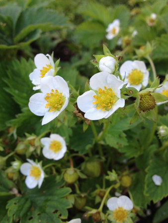White flowers blooming in a garden, surrounded by nature and spring beautyの写真素材