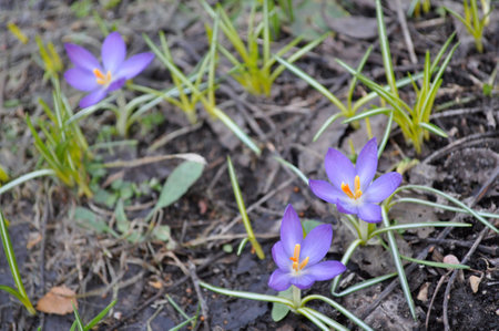 Purple and yellow crocus flowers blooming in spring grass with petals and leavesの写真素材