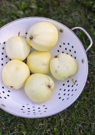 Green apples in a basket on grass fresh fruit and nature elementsの写真素材