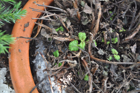 Tiny green sprouts emerge from brown soil in a terracotta pot, surrounded by decaying plant matter.の写真素材