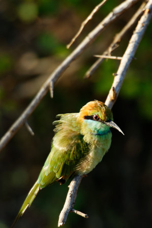 A colourful blue tit and bee-eater perch sitting on a tree branchの写真素材