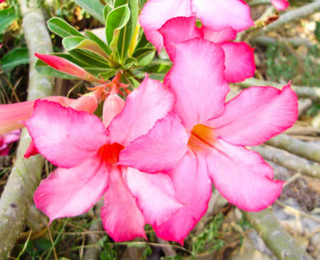 colorful frangipanni or in Thai word "chuanchom"の写真素材