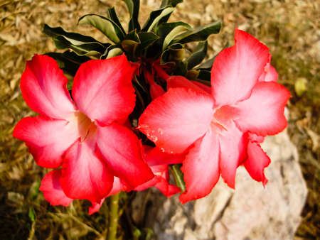 colorful frangipanni or in Thai word "chuanchom"の写真素材