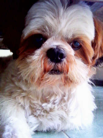 Shih tzu dog acting!の写真素材