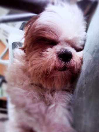 Shih tzu dog acting! deep sleep.の写真素材