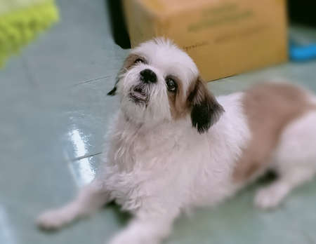 Shih tzu dog acting! to implore!の写真素材