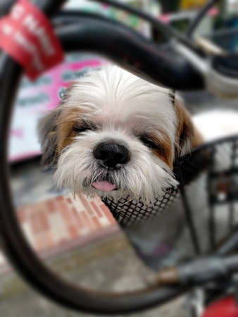 Shih tzu dog acting! tongue out.の写真素材