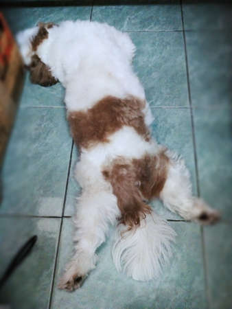 Shih tzu dog acting! deep sleep.の写真素材