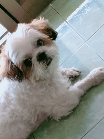 Shih tzu dog acting!の写真素材