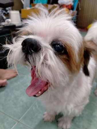 Shih tzu dog acting! yawn.の写真素材