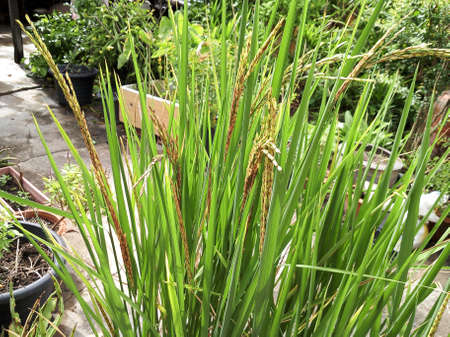 riceberry be planted in plant pot. be thriven.の写真素材
