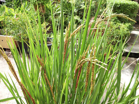 riceberry be planted in plant pot. be thriven.の写真素材