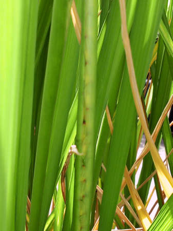 riceberry be planted in plant pot. be thriven.の写真素材