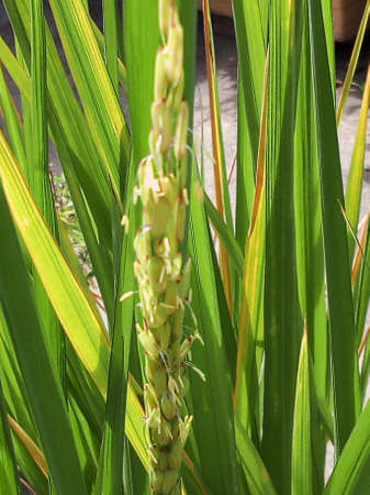 riceberry be planted in plant pot. be thriven.の写真素材