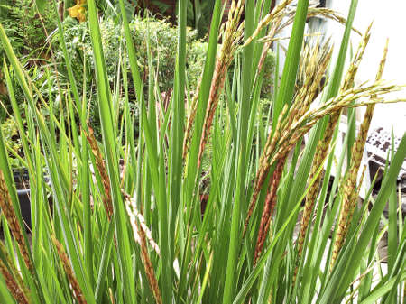 riceberry be planted in plant pot. be thriven.の写真素材