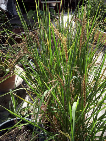 riceberry be planted in plant pot. be thriven.の写真素材