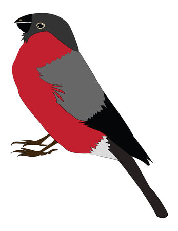 isolated vector drawing bullfinch with a red breastのイラスト素材