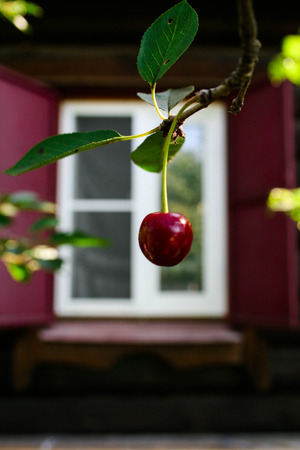 bright red juicy berry cherry on a background of a window at homeの写真素材