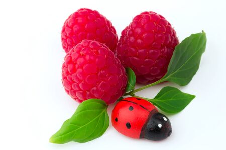 Raspberry leaf ladybug on a white background soft selective focus