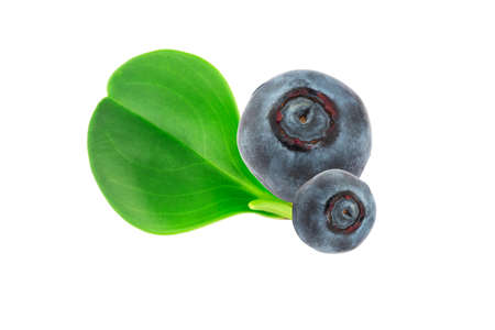 blueberries isolated on white backgroundの写真素材