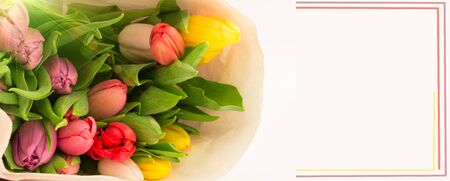 bouquet of tulips isolated on white backgroundの写真素材